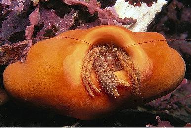 《绝地求生》联动《街头霸王》皮肤现已上线